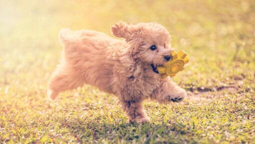 Caniche Toy jugando y saltando en el jardín en un cálido día de verano