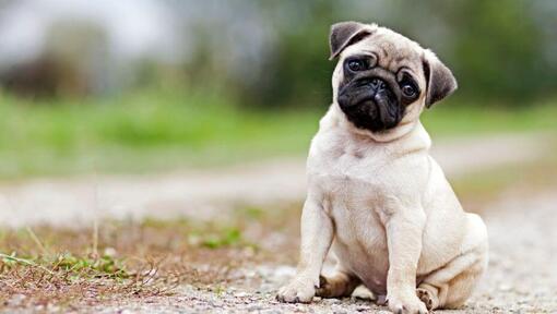 Raza de perro Pug sentado en la carretera