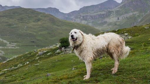 Perro de Montaña de los Pirineos parado cerca de las laderas de las montañas