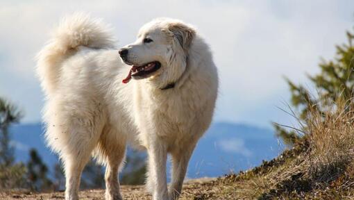 Perro de Montaña de los Pirineos caminando cerca de la montaña