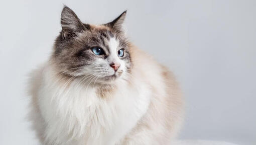 Raza de gato Ragdoll descansando