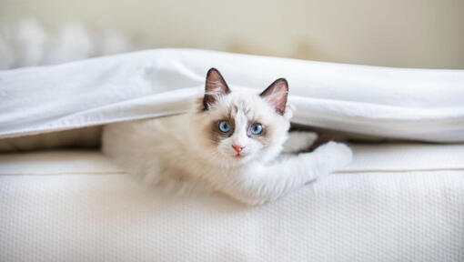 Raza de gato Ragdoll acostado debajo de una manta en la cama