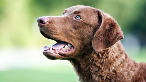 Retriever de Chesapeake con ojos azules