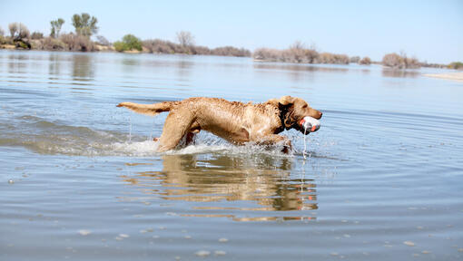 Retriever de Chesapeake en el agua