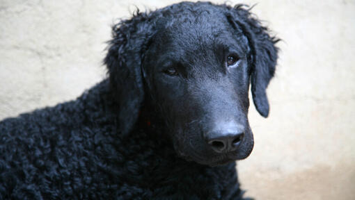 Retriever de Pelo Rizado negro mirando