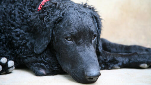 Retriever de Pelo Rizado con collar rojo acostado