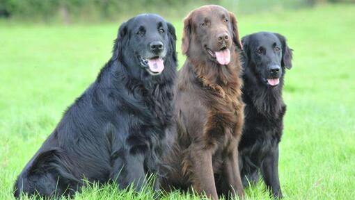 Tres Retriever de Pelo Liso sentados en el césped