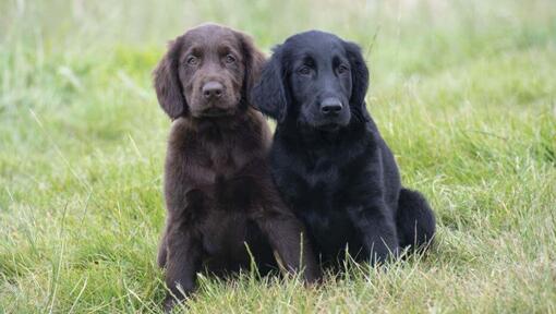 Cachorros Retriever de Pelo Liso negro y marrón