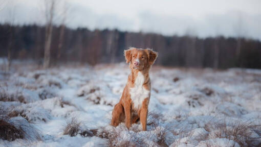 Raza de perro Retriever de pie en la nieve