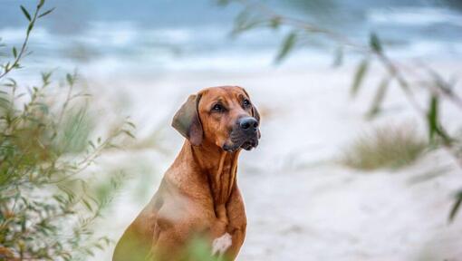 Perro Crestado Rodesiano (Rhodesian Ridgeback) en la playa