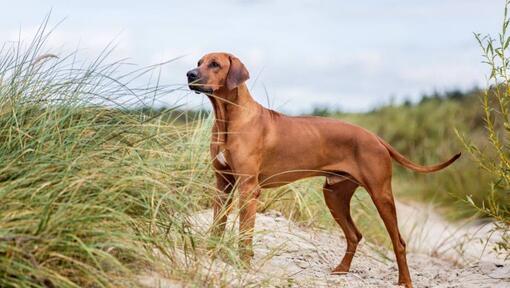 Perro Crestado Rodesiano (Rhodesian Ridgeback) de pie sobre la arena