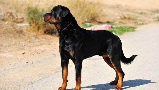 Raza de perro Rottweiler en la carretera