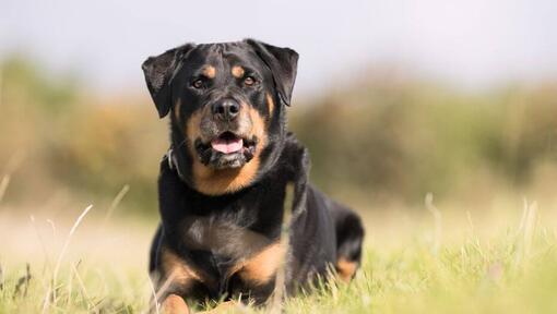 Rottweiler tumbado en la hierba