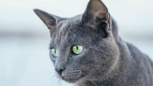 Raza de gato Azul Ruso mirando a alguien