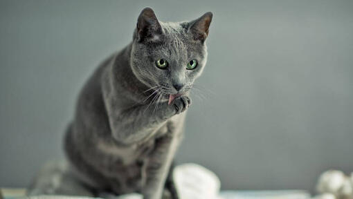 Gato Azul Ruso lavando las patas