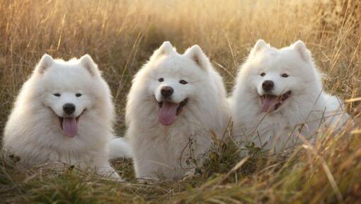 Tres perros Samoyedo en el campo