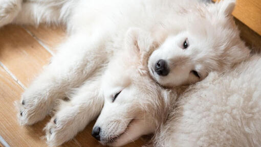 Dos perros Samoyedo durmiendo