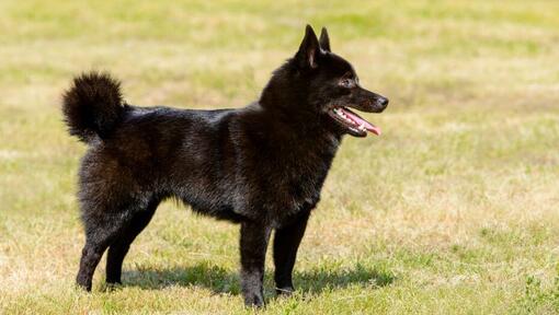 Schipperke sobre la hierba