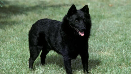 Schipperke sobre la hierba y mirando hacia adelante