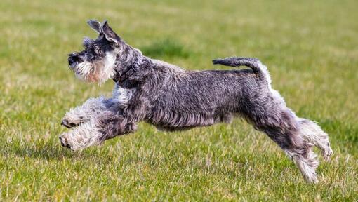 Schnauzer Estándar jugando y saltando sobre la hierba