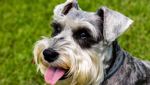 Raza de perro Schnauzer Estándar sonriendo