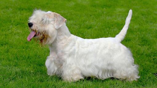 Sealyham Terrier de pie sobre la hierba