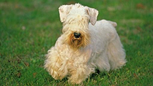 Sealyham Terrier jugando en el jardín