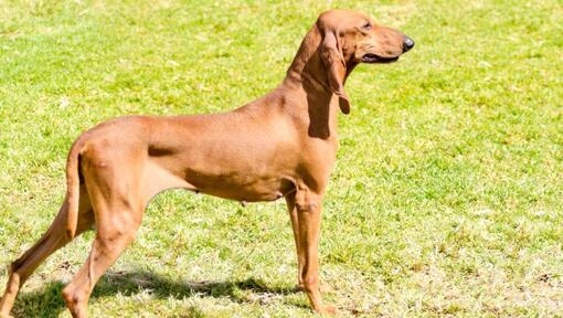 Raza de perro Sabueso Italiano sobre el césped