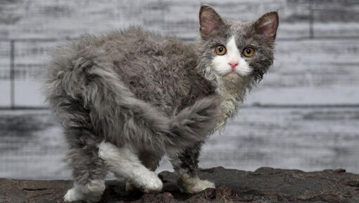 Raza de gato Selkirk Rex mirando juguetonamente