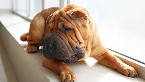 Raza de perro Shar Pei acostado en la habitación