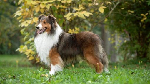 Perro Pastor de Shetland (Shetland Sheepdog) de pie en el parque