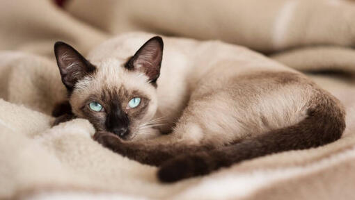 Raza de gato Siamés acostado sobre una manta