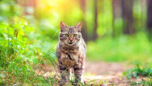 Gato Bosque de Siberia caminando en el bosque