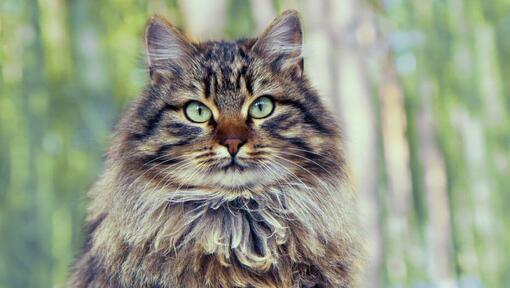 Gato Bosque de Siberia parado cerca de la madera