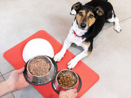 Perro siendo alimentado