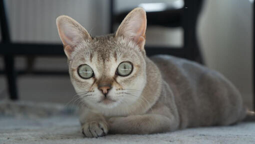 Gato Singapura acostado sobre una alfombra