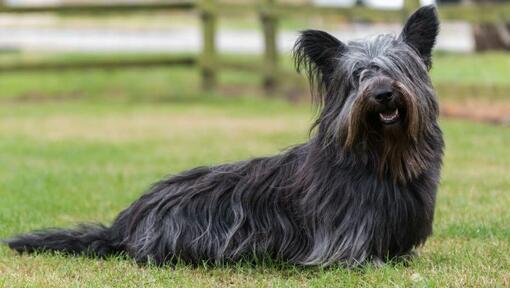 Skye Terrier gris oscuro sentado sobre la hierba verde