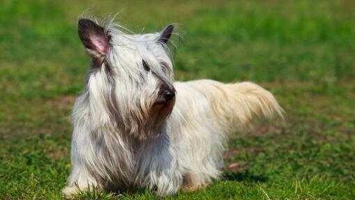 Skye Terrier caminando sobre la hierba