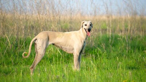 Sloughi o Galgo Árabe de pie en el campo