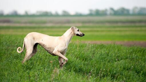 Sloughi jugando en el campo