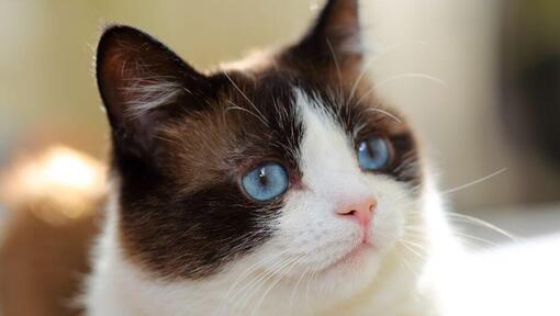 Raza de gato Snowshoe con ojos azules mirando profundamente