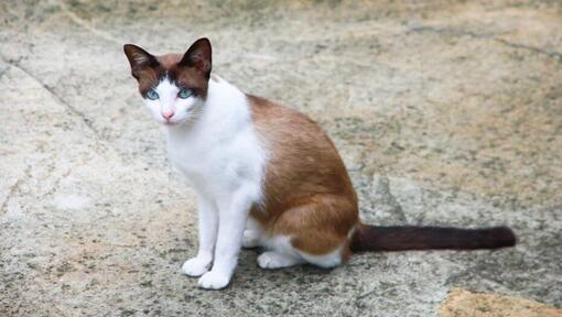 Gato Snowshoe caminando en el jardín