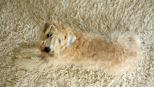 Terrier tendido en la alfombra