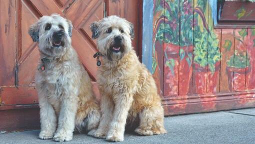 Dos terriers sentados en el pavimento