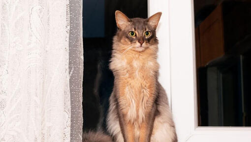Gato Somalí parado cerca de la ventana