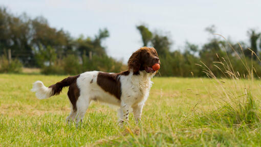 Springer Spaniel Inglés sosteniendo una pelota