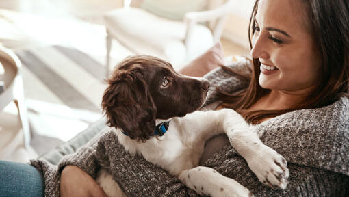 Mujer sosteniendo un cachorro de Springer Spaniel Inglés