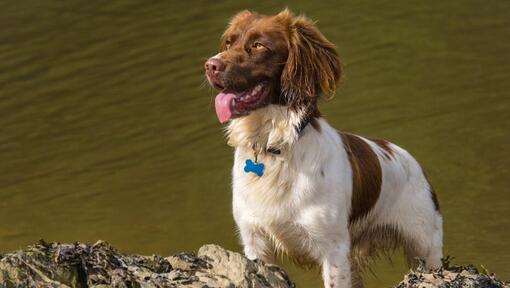 Springer Spaniel Galés de pie cerca del agua