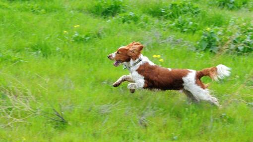 Springer Spaniel Galés se ejecuta en el campo con hierba