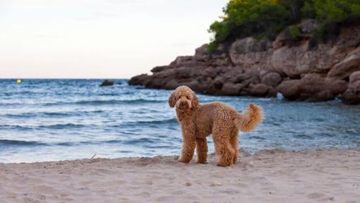 Perro parado en la orilla del mar